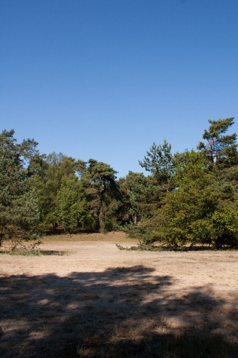 Rozendaalse veld top 5 losloopgebieden gelderland welkoop